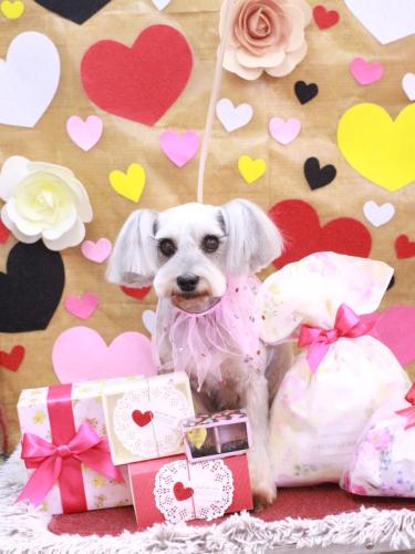 20230225ここちゃん